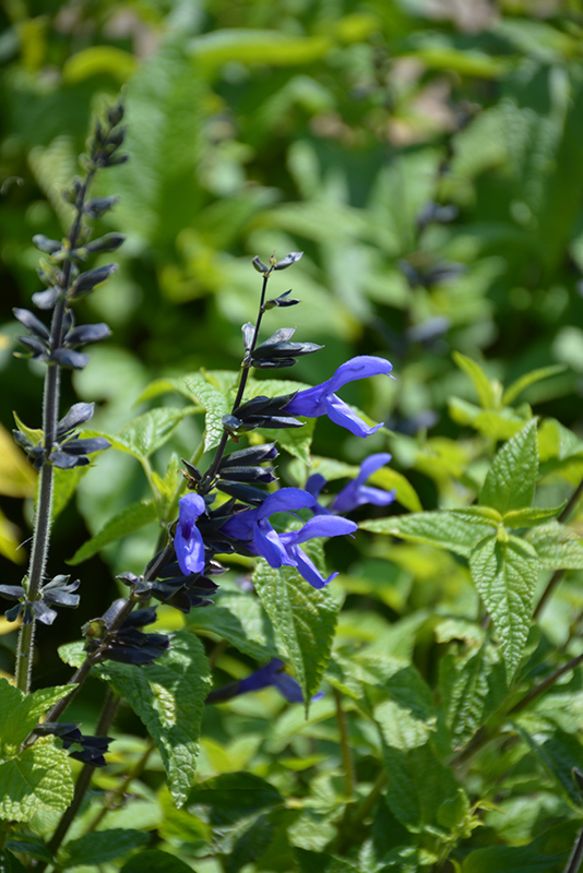 Black And Blue Anise Sage (Salvia guaranitica 'Black And Blue') at Autumn Hill Nursery