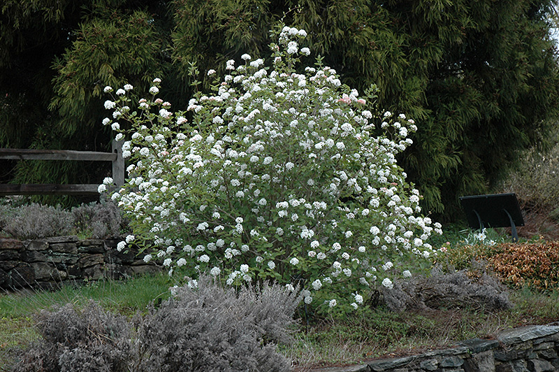 Koreanspice Viburnum (Viburnum carlesii) at Autumn Hill Nursery