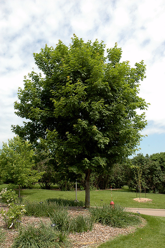 Sugar Maple (Acer saccharum) at Autumn Hill Nursery