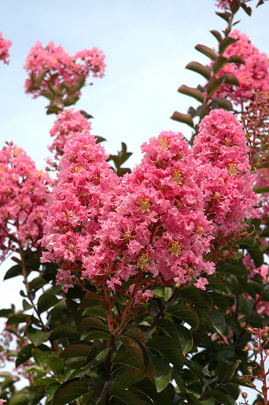 Sioux Crapemyrtle (Lagerstroemia 'Sioux') at Autumn Hill Nursery