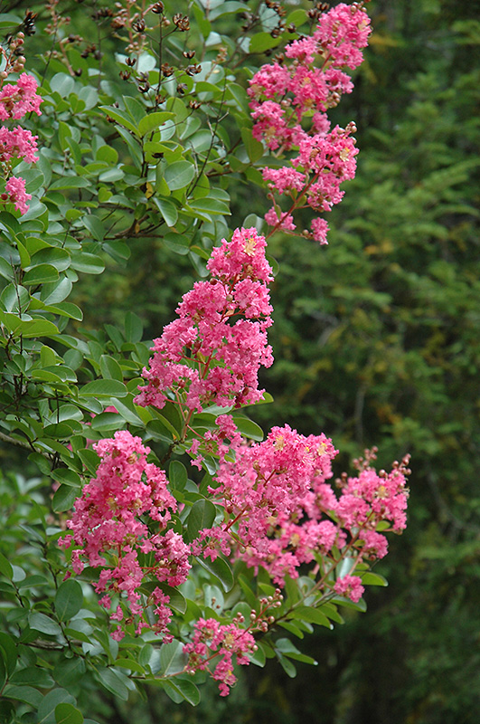 Hopi Crapemyrtle (Lagerstroemia 'Hopi') at Autumn Hill Nursery