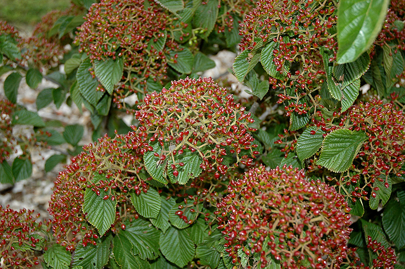 Erie Viburnum (Viburnum dilatatum 'Erie') at Autumn Hill Nursery