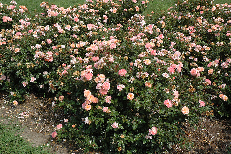 Apricot Drift Rose (Rosa 'Meimirrote') at Autumn Hill Nursery