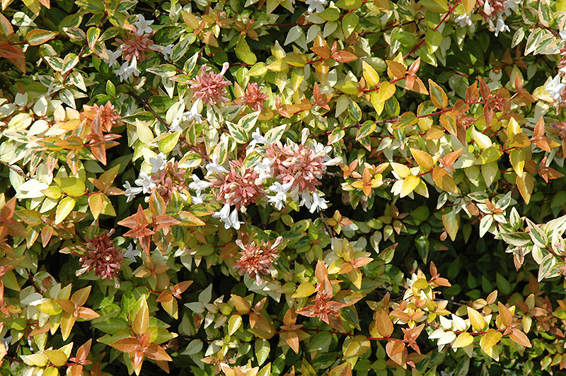 Kaleidoscope Abelia (Abelia x grandiflora 'Kaleidoscope') at Autumn Hill Nursery