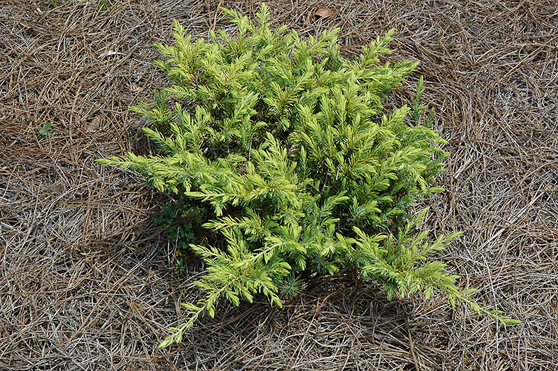 Golden Pacific Shore Juniper (Juniperus conferta 'sPg-3-016') at Autumn Hill Nursery