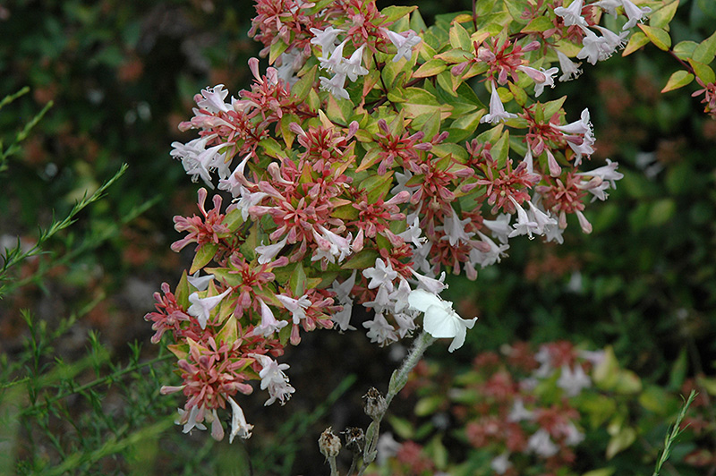 Francis Mason Abelia (Abelia x grandiflora 'Francis Mason') at Autumn Hill Nursery