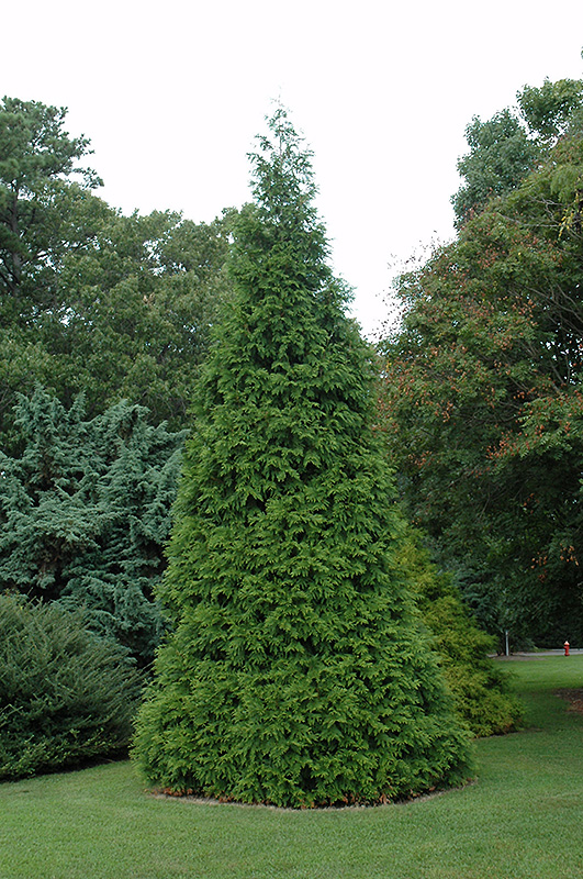 Green Giant Arborvitae (Thuja 'Green Giant') at Autumn Hill Nursery