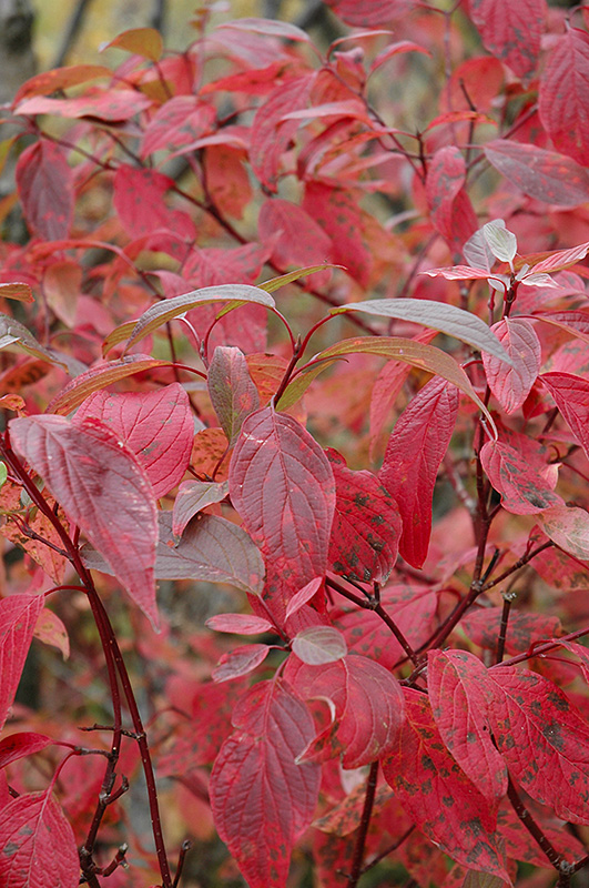 Red Osier Dogwood (Cornus sericea) at Autumn Hill Nursery