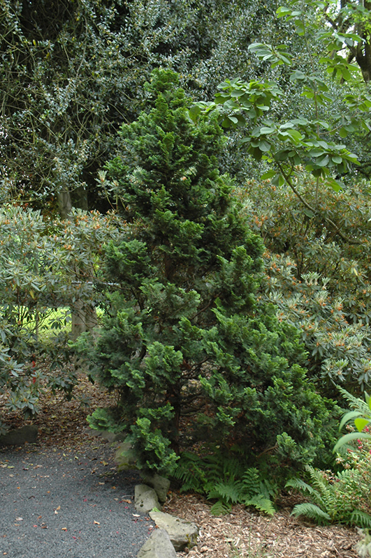 Nana Dwarf Hinoki Falsecypress (Chamaecyparis obtusa 'Nana') at Autumn Hill Nursery