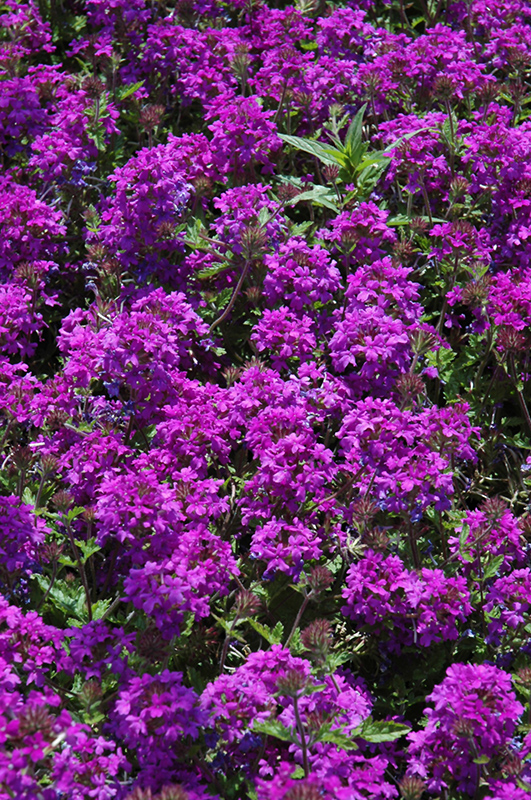 Homestead Purple Verbena (Verbena 'Homestead Purple') at Autumn Hill Nursery