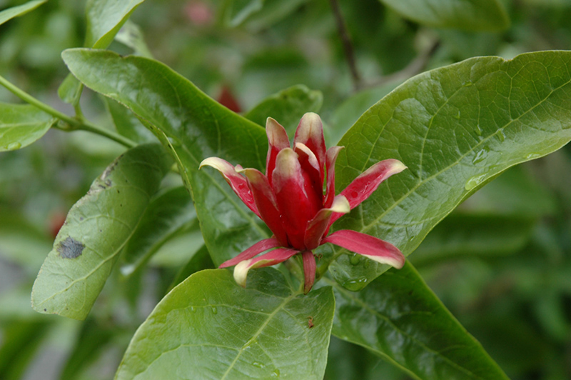 Spice Bush (Calycanthus occidentalis) at Autumn Hill Nursery