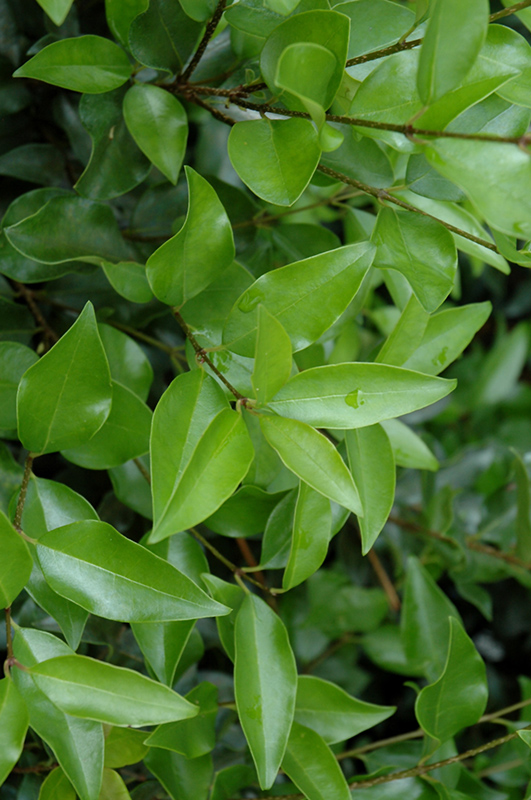 Curled-Leaf Japanese Privet (Ligustrum japonicum 'Recurvifolium') at Autumn Hill Nursery