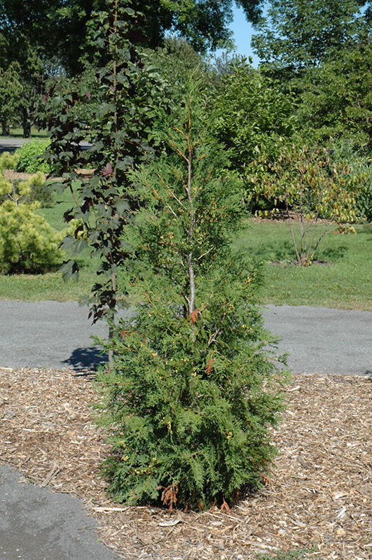 American Pillar Arborvitae (Thuja occidentalis 'American Pillar') at Autumn Hill Nursery