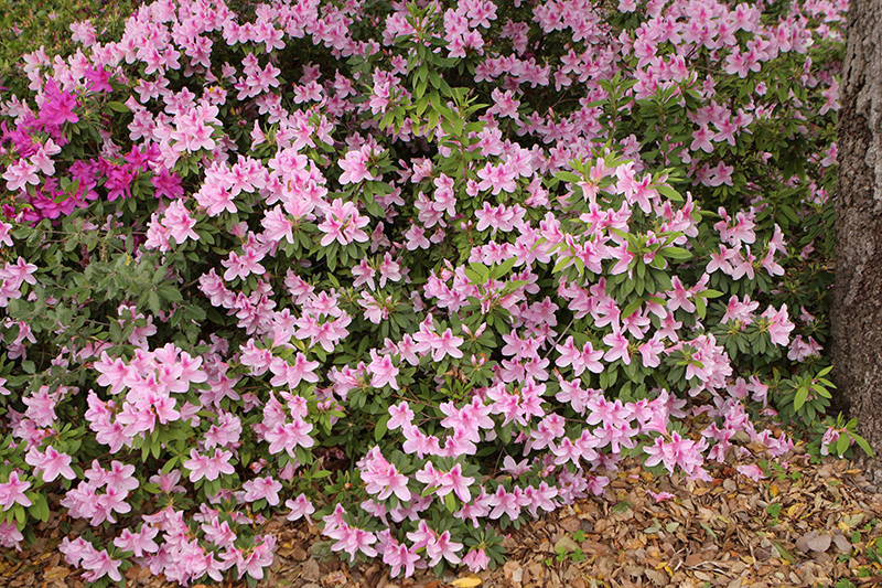 George Lindley Taber Azalea (Rhododendron 'George Lindley Taber') at Autumn Hill Nursery