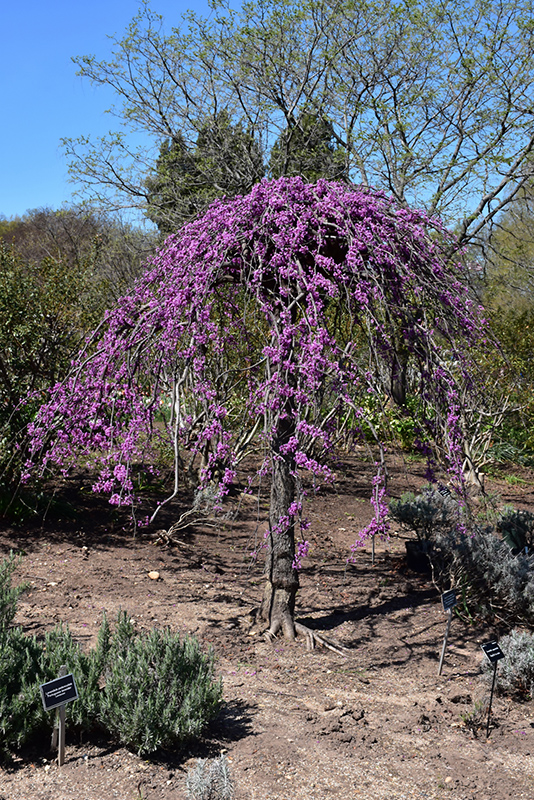 Lavender Twist Redbud (Cercis canadensis 'Covey') at Autumn Hill Nursery