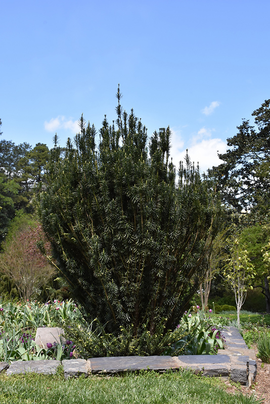 Upright Japanese Plum Yew (Cephalotaxus harringtonia 'Fastigiata') at Autumn Hill Nursery