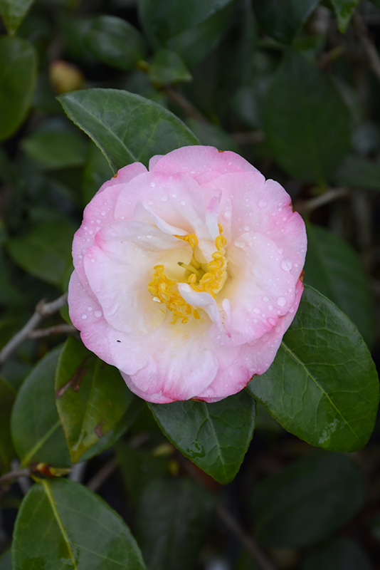 Dr. Tinsley Camellia (Camellia japonica 'Dr. Tinsley') at Autumn Hill Nursery