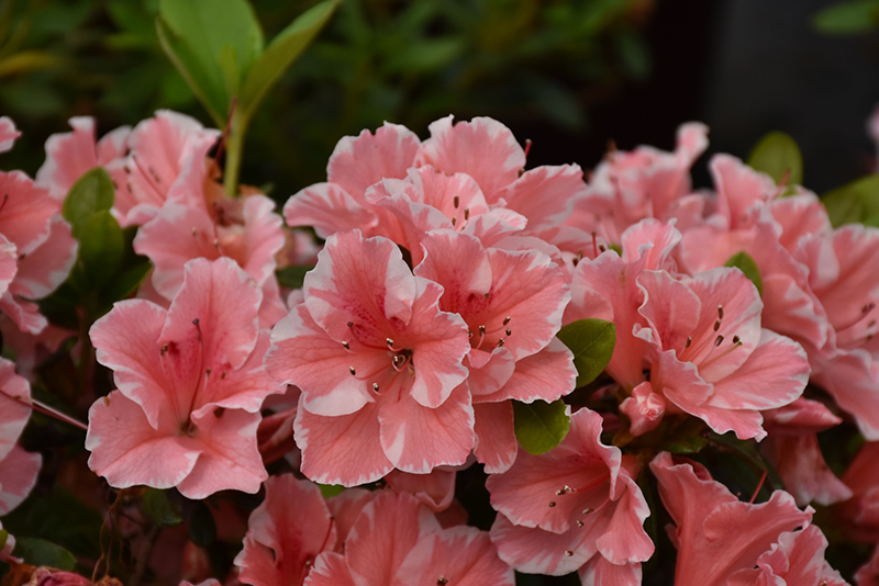 Encore Autumn Sunburst® Azalea (Rhododendron 'Roblet') at Autumn Hill Nursery
