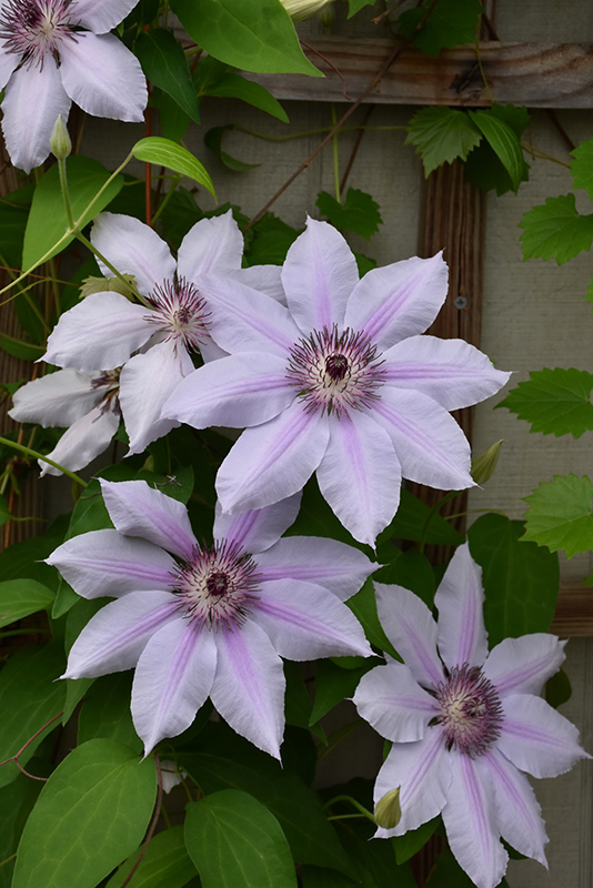 Nelly Moser Clematis (Clematis 'Nelly Moser') at Autumn Hill Nursery