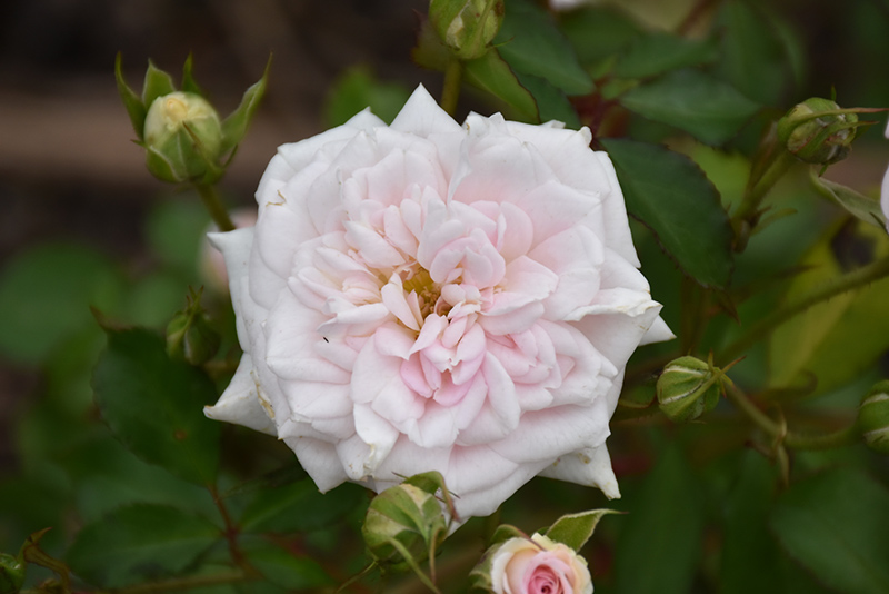White Drift Rose (Rosa 'Meizorland') at Autumn Hill Nursery