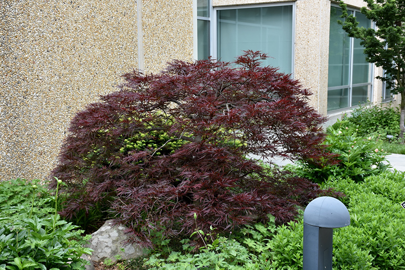 Red Dragon Japanese Maple (Acer palmatum 'Red Dragon') at Autumn Hill Nursery