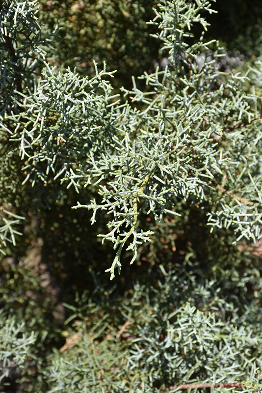 Blue Ice Smooth Arizona Cypress (Cupressus arizonica 'Blue Ice') at Autumn Hill Nursery