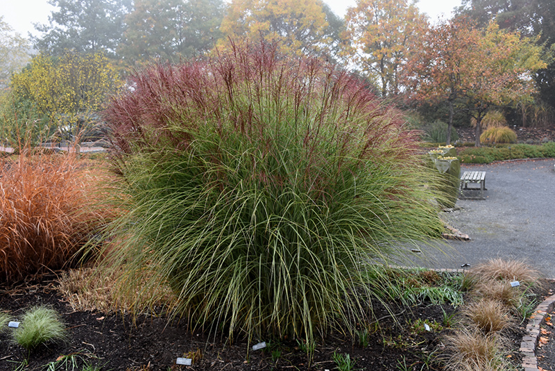 Morning Light Maiden Grass (Miscanthus sinensis 'Morning Light') at Autumn Hill Nursery