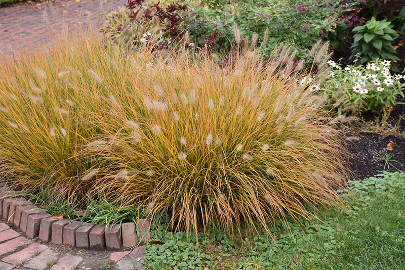 Hameln Dwarf Fountain Grass (Pennisetum alopecuroides 'Hameln') at Autumn Hill Nursery