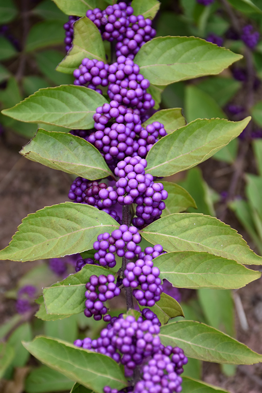 Purple Beautyberry (Callicarpa dichotoma) at Autumn Hill Nursery