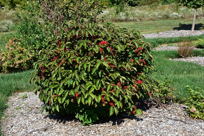 Erie Viburnum (Viburnum dilatatum 'Erie') at Autumn Hill Nursery