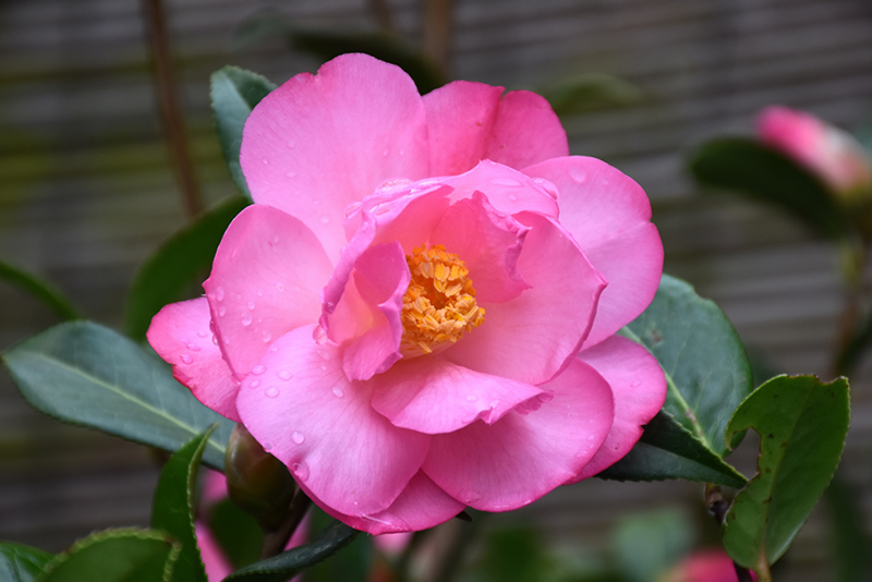 Taylor's Perfection Camellia (Camellia x williamsii 'Taylor's Perfection') at Autumn Hill Nursery