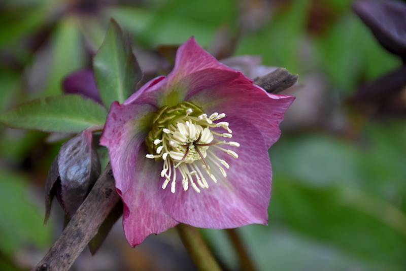 Red Lady Hellebore (Helleborus 'Red Lady') at Autumn Hill Nursery
