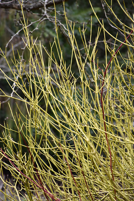 Yellow Twig Dogwood (Cornus sericea 'Flaviramea') at Autumn Hill Nursery
