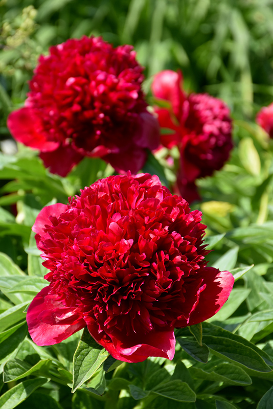 Red Charm Peony (Paeonia 'Red Charm') at Autumn Hill Nursery