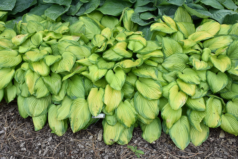 Stained Glass Hosta (Hosta 'Stained Glass') at Autumn Hill Nursery