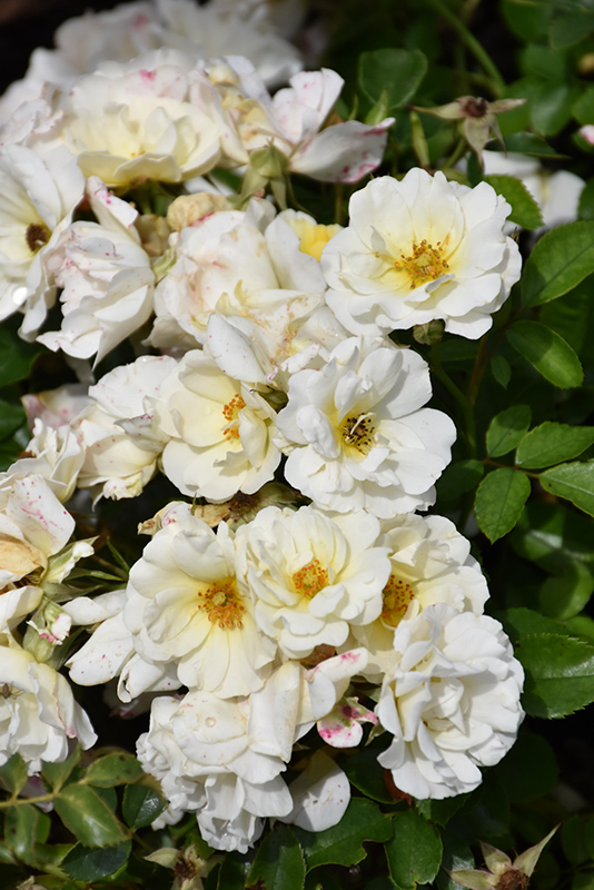 White Drift Rose (Rosa 'Meizorland') at Autumn Hill Nursery