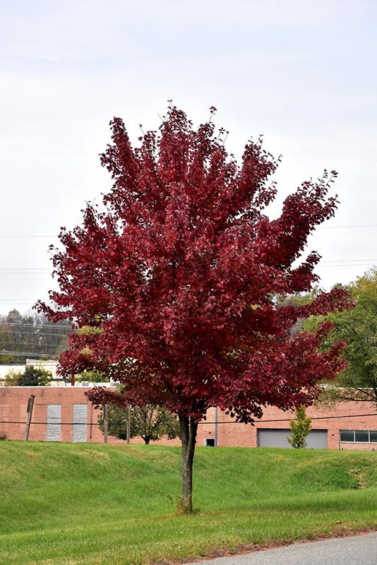 Brandywine Red Maple (Acer rubrum 'Brandywine') at Autumn Hill Nursery