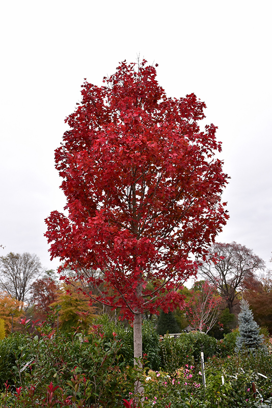 October Glory Red Maple (Acer rubrum 'October Glory') at Autumn Hill Nursery