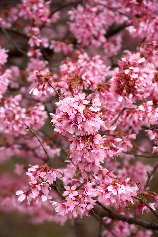 Okame Flowering Cherry (Prunus 'Okame') at Autumn Hill Nursery