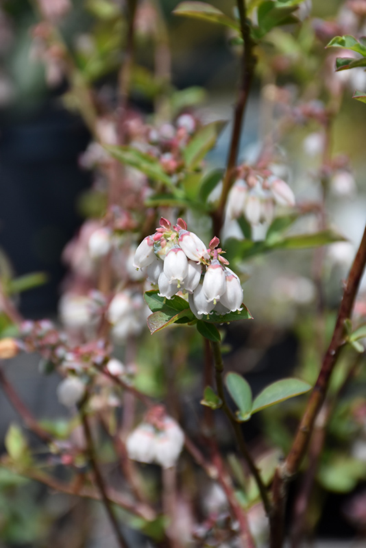 Climax Rabbiteye Blueberry (Vaccinium ashei 'Climax') at Autumn Hill Nursery