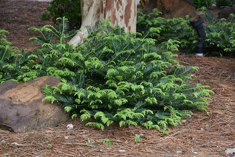 Prostrate Japanese Plum Yew (Cephalotaxus harringtonia 'Prostrata') at Autumn Hill Nursery