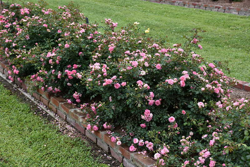 Sweet Drift Rose (Rosa 'Meiswetdom') at Autumn Hill Nursery