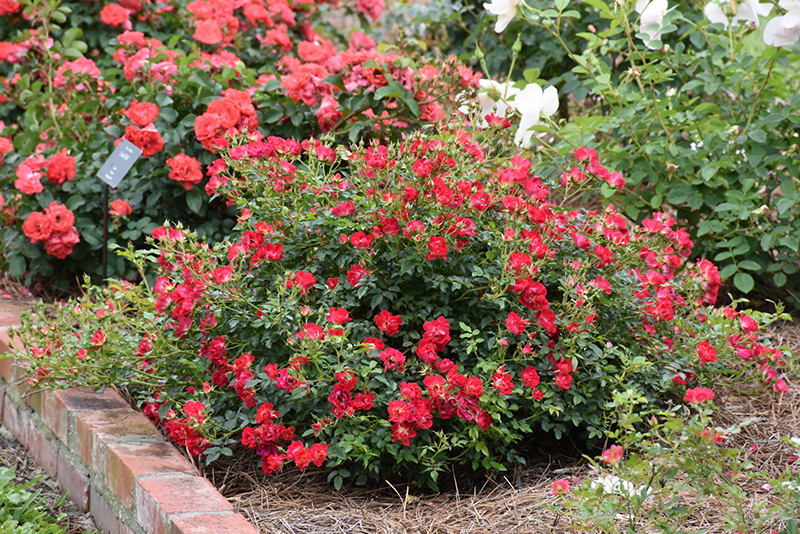Red Drift Rose (Rosa 'Meigalpio') at Autumn Hill Nursery
