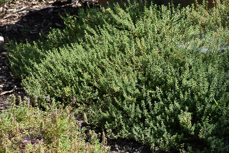Common Thyme (Thymus vulgaris) at Autumn Hill Nursery