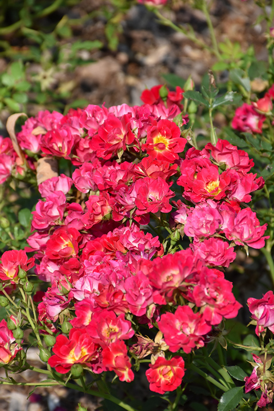 Pink Drift Rose (Rosa 'Meijocos') at Autumn Hill Nursery