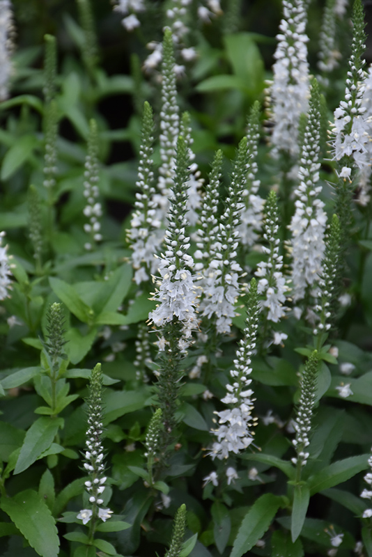 White Wands Speedwell (Veronica 'White Wands') at Autumn Hill Nursery