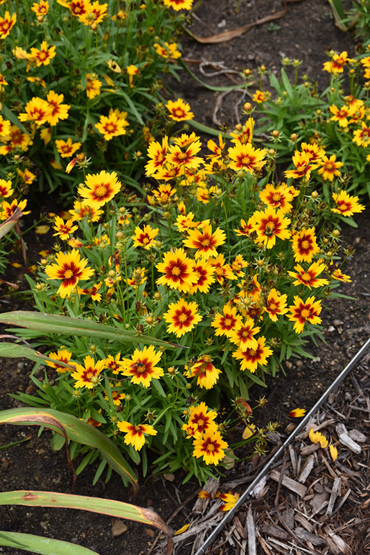 UpTick Gold and Bronze Tickseed (Coreopsis 'Baluptgonz') at Autumn Hill Nursery