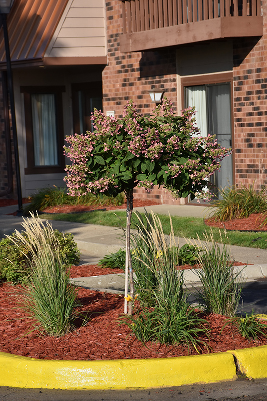 Quick Fire Hydrangea (tree form) (Hydrangea paniculata 'Bulk') at Autumn Hill Nursery