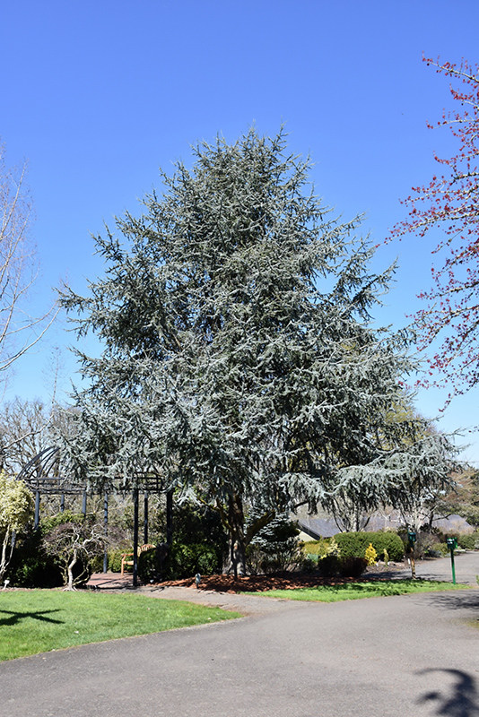 Blue Atlas Cedar (Cedrus atlantica 'Glauca') at Autumn Hill Nursery