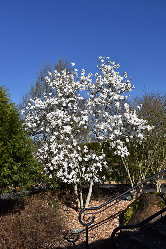 Royal Star Magnolia (Magnolia stellata 'Royal Star') at Autumn Hill Nursery